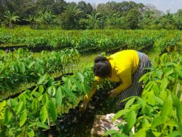 Middeniya Nursery